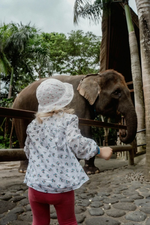 a child watches an elephant walk by