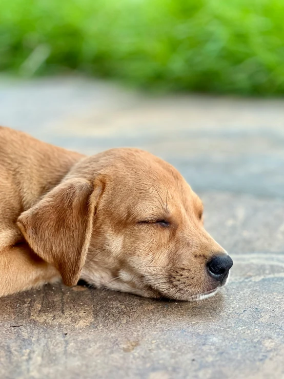 a dog laying on the ground sleeping