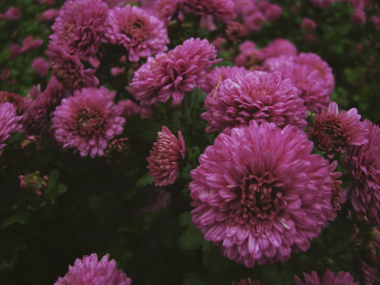 a bunch of purple flowers with green stems