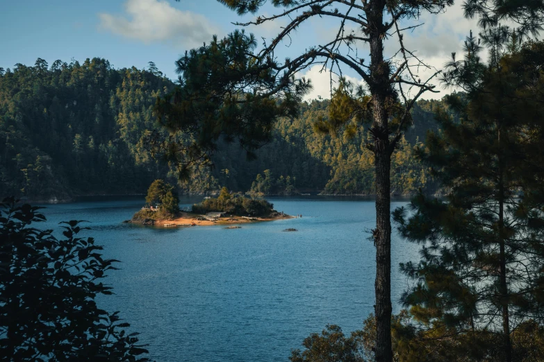 a couple of large pine trees near a body of water