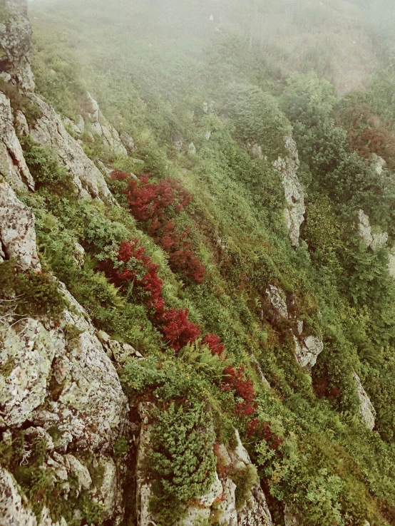 a group of rocks and trees near a foggy hillside