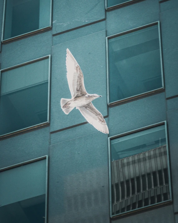 the bird is flying near an apartment building