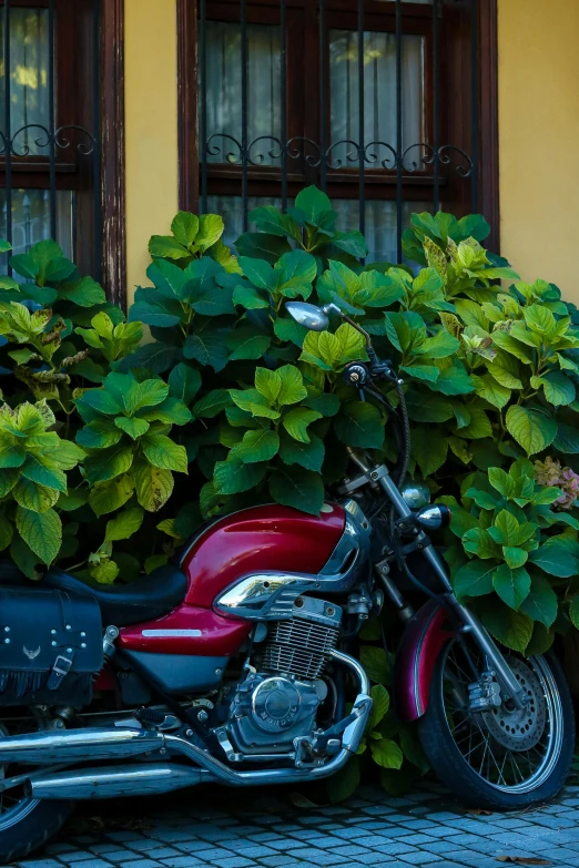 a red motorcycle parked in front of some green plants