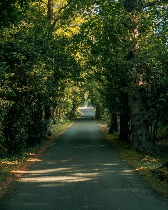 a small road going through a row of trees