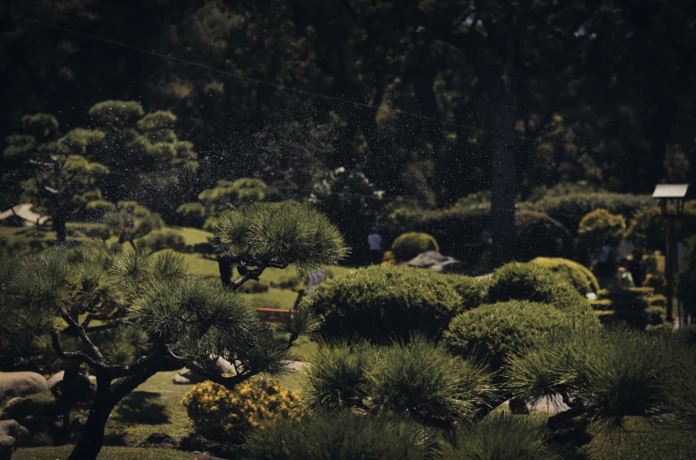 trees and shrubs in the garden are full of drops of rain