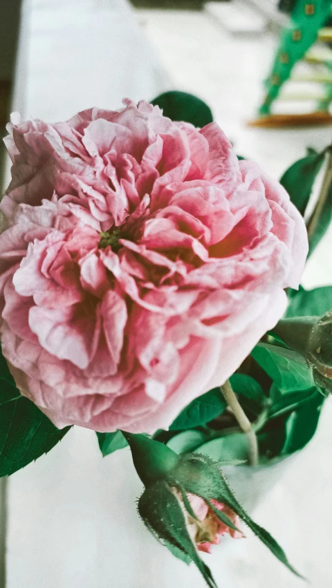 a large pink flower with leaves around it