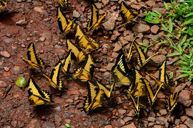 a group of yellow and black erflies sitting on top of a dirt ground