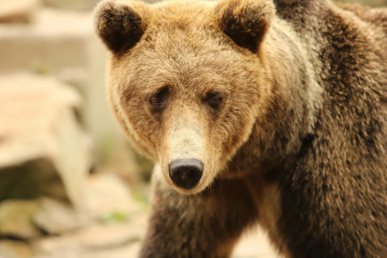 a bear is walking across the dirt and rocks