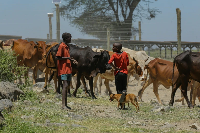 a young man with his dogs and cows in front of him