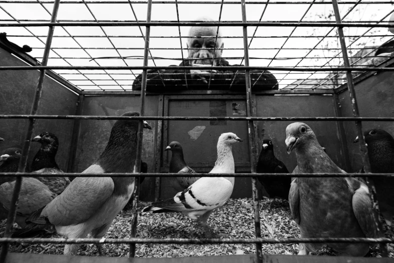 a person is looking through a metal cage