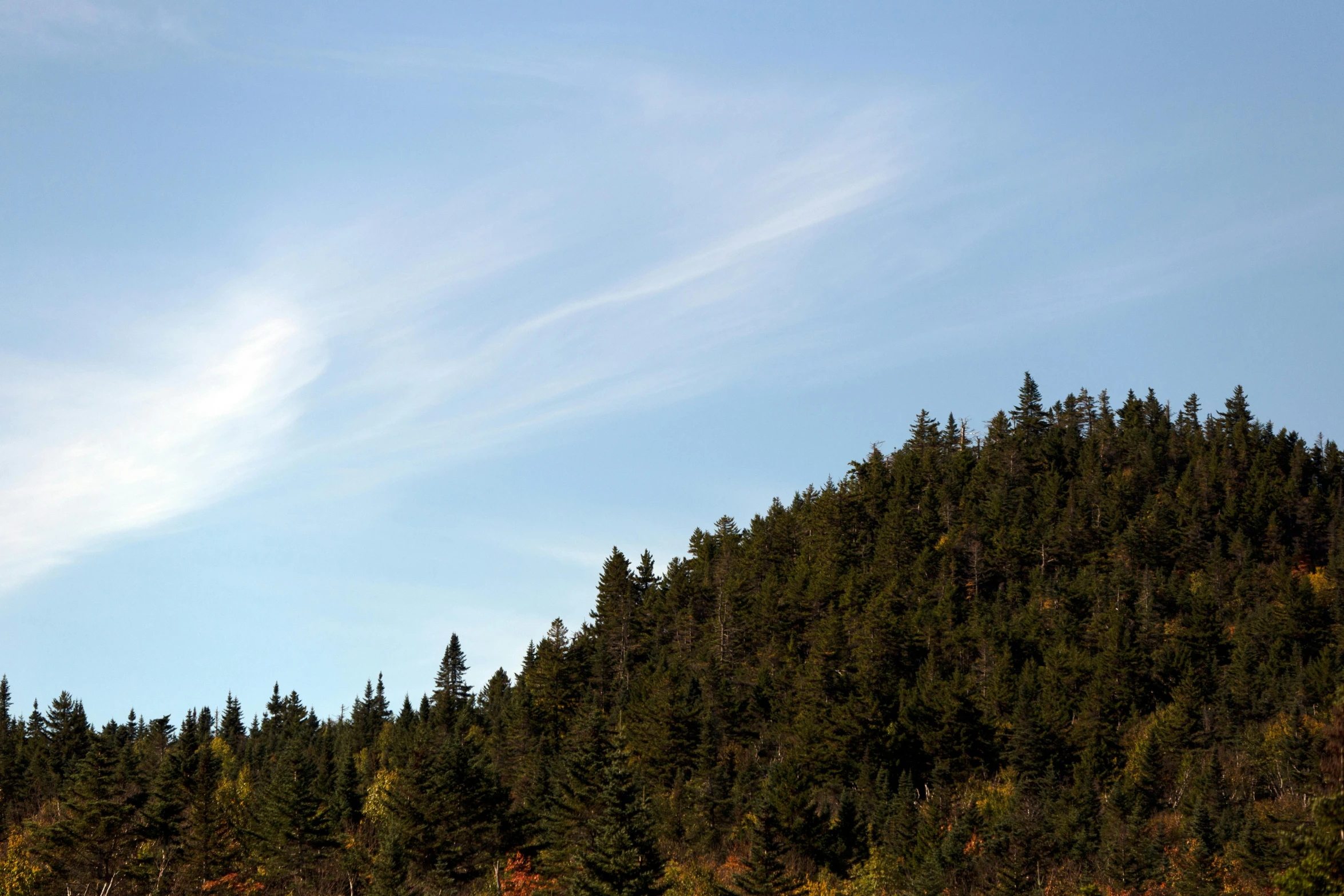 a forest area with tall pine trees in the distance