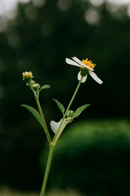 a yellow and white flower grows in a garden