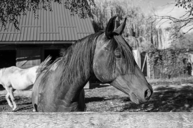 the black horse looks over the fence of the barn