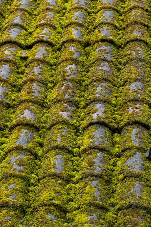 green roof covered in moss with windows