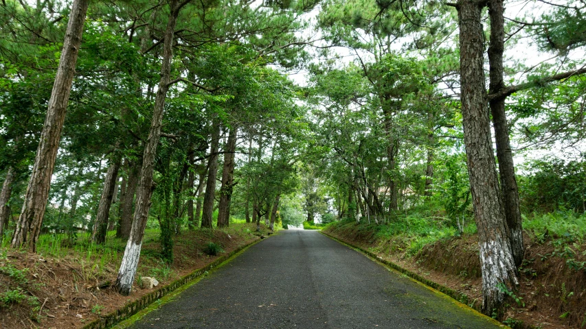 the road is lined with many trees and green grass