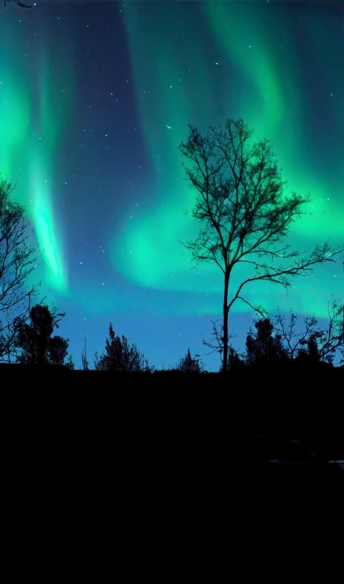 green northern lights shine above trees in the woods