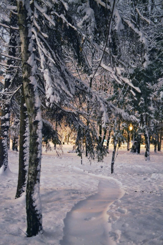 a snow covered path in the middle of a forest