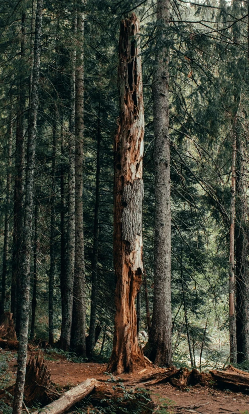 an old tree has been carved into a large tree