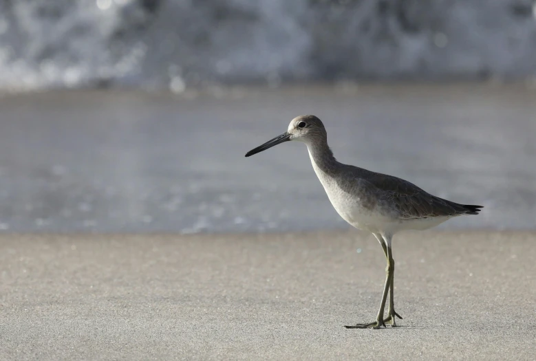 a small seabird on the beach looking for food
