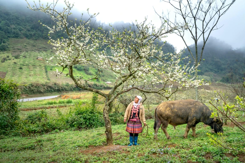 a woman in dress standing next to a brown buffalo