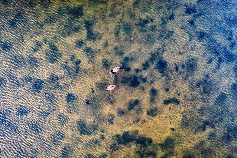 two birds are seen floating on water with a tree in the distance