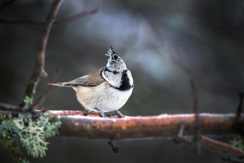 a small bird sitting on a nch