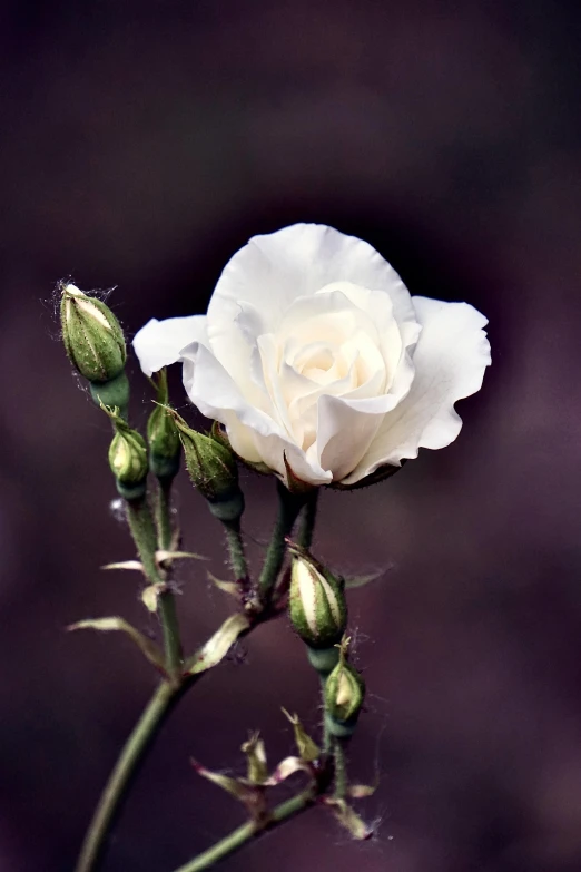 a white rose that is growing from some buds