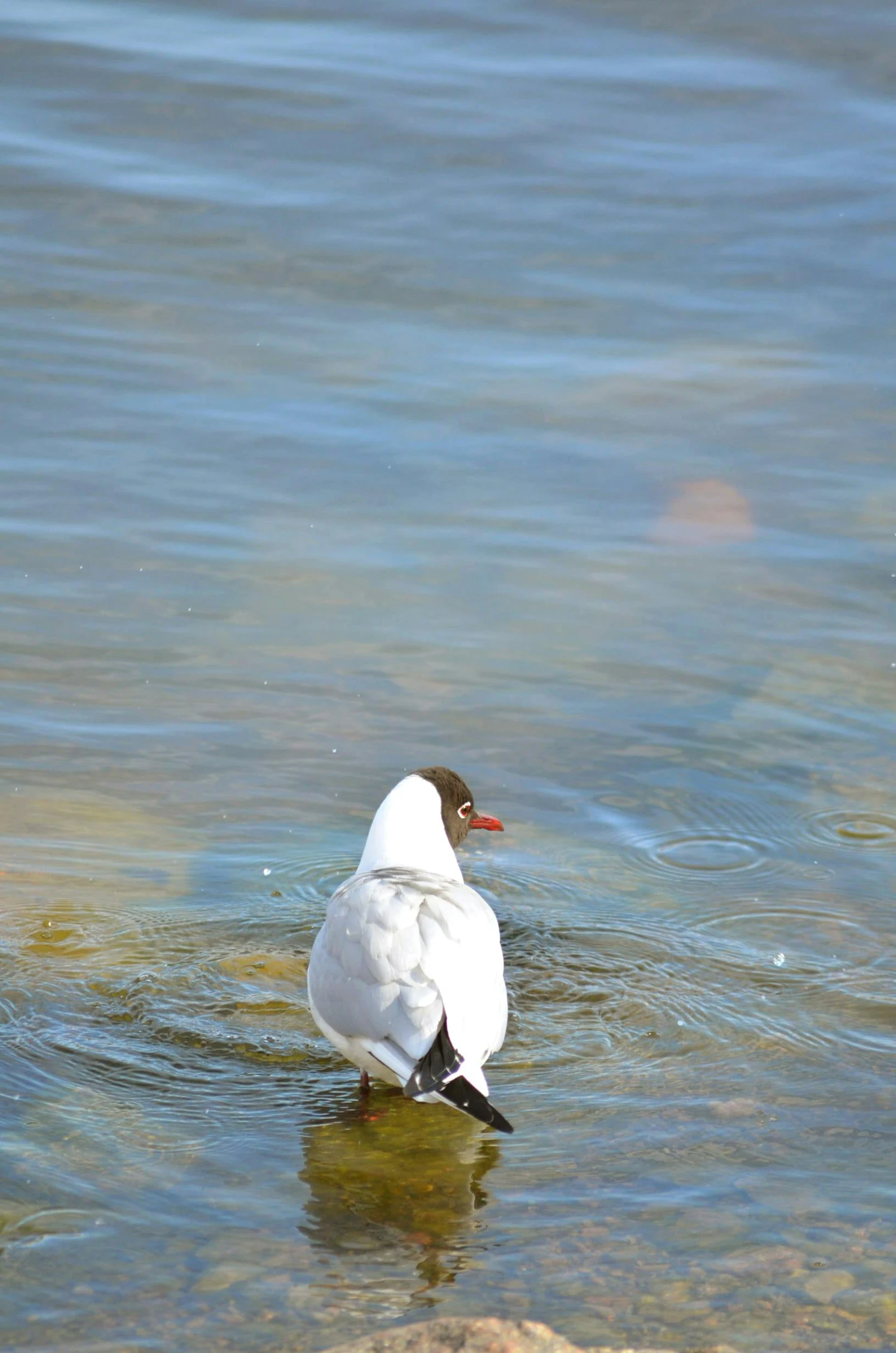 a small white bird in the middle of water