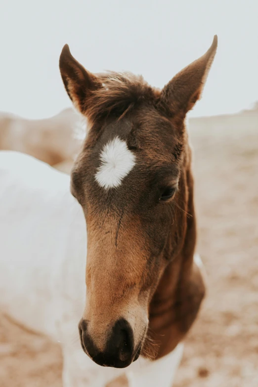 the small horse is staring forward outside