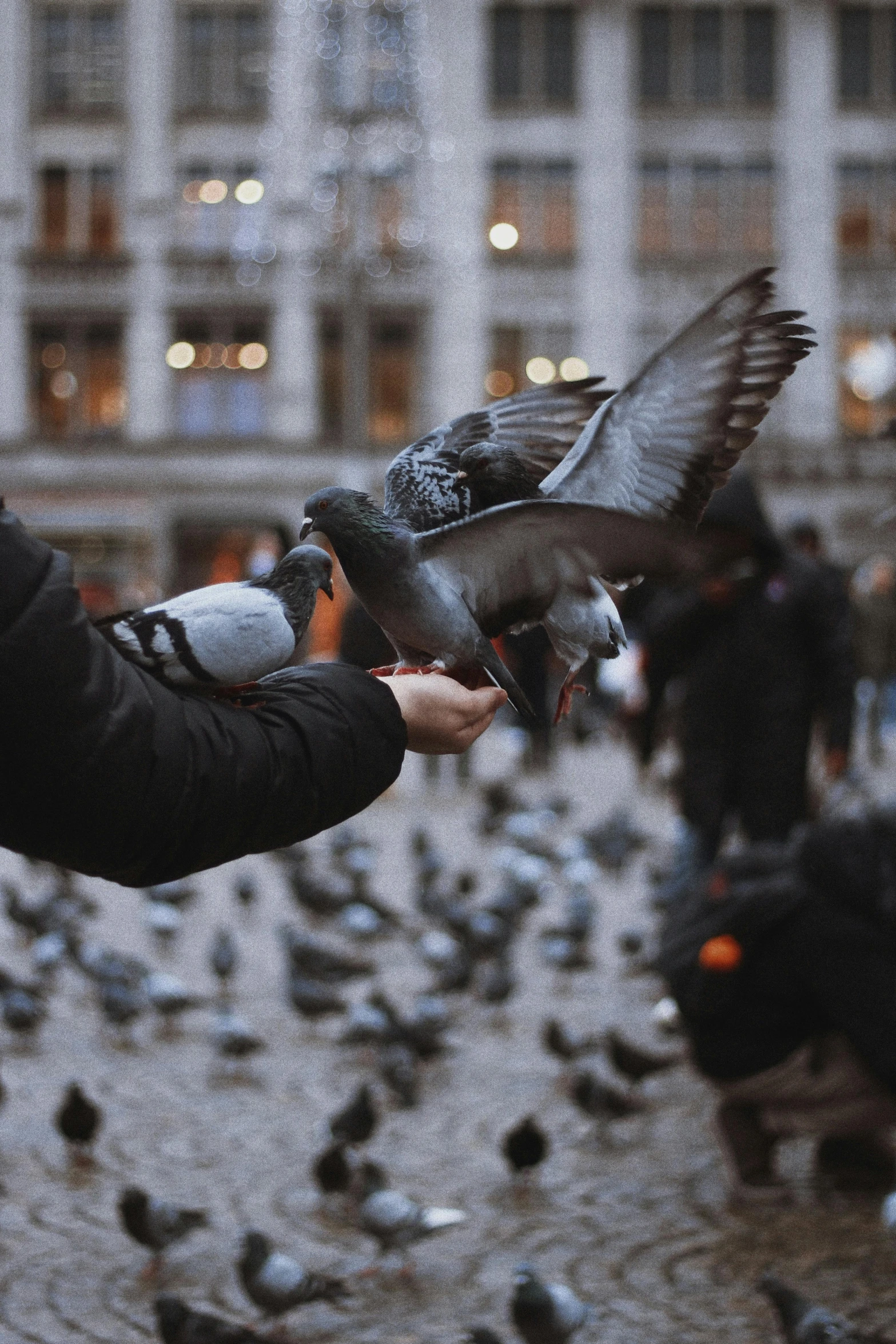 a man holding birds outside a building, the other one is feeding them