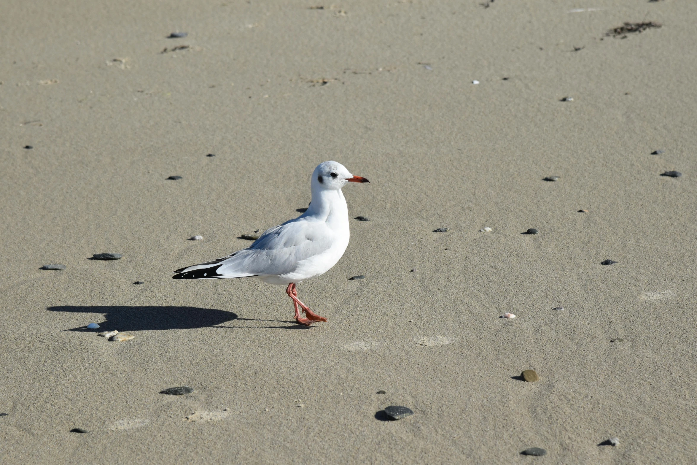 a seagull stands alone in a sandy beach