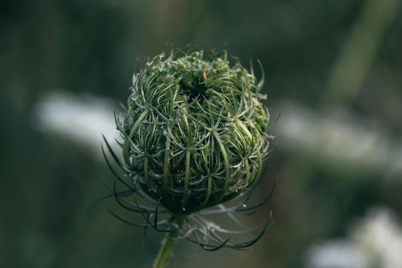 a small spider on a flower in the daytime