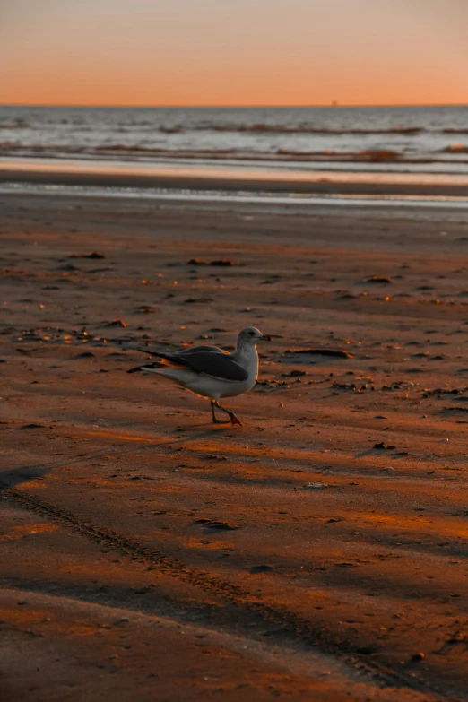 a seagull walking on a sandy beach at sunrise