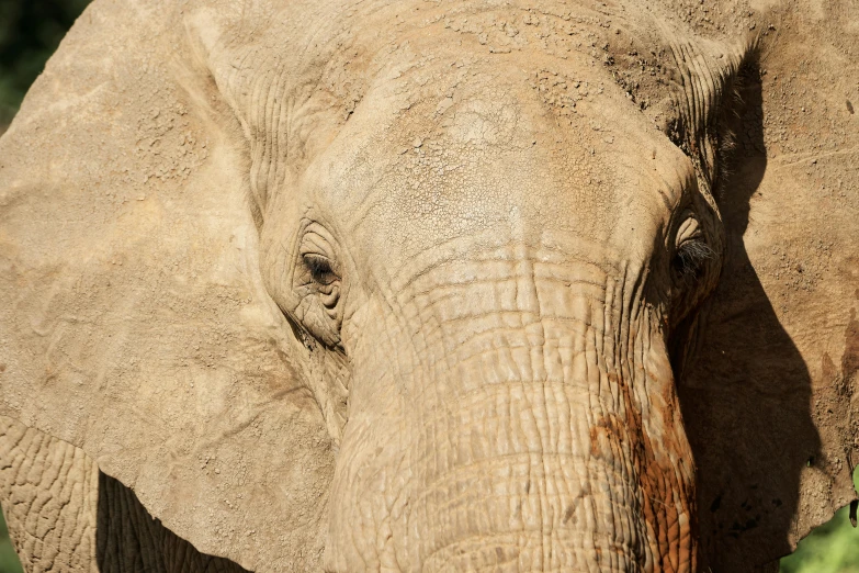 the profile of an elephant's face and trunk