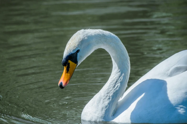 a swan is seen swimming in the water