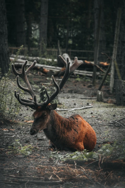 a deer in the forest sitting on some grass