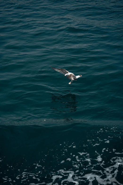 a large bird flying above the ocean water