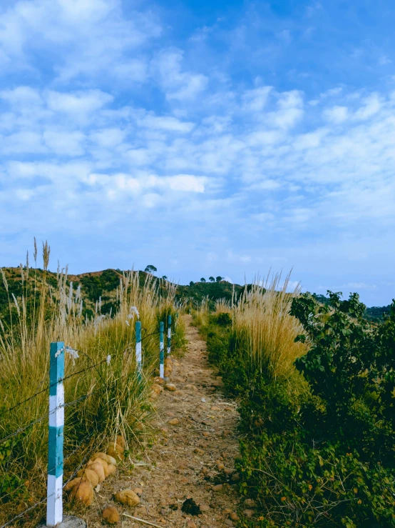 two blue and white signs on a trail surrounded by grass