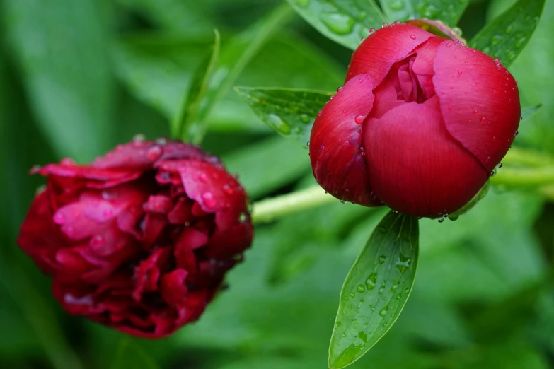 a single red flower with rain drops on it