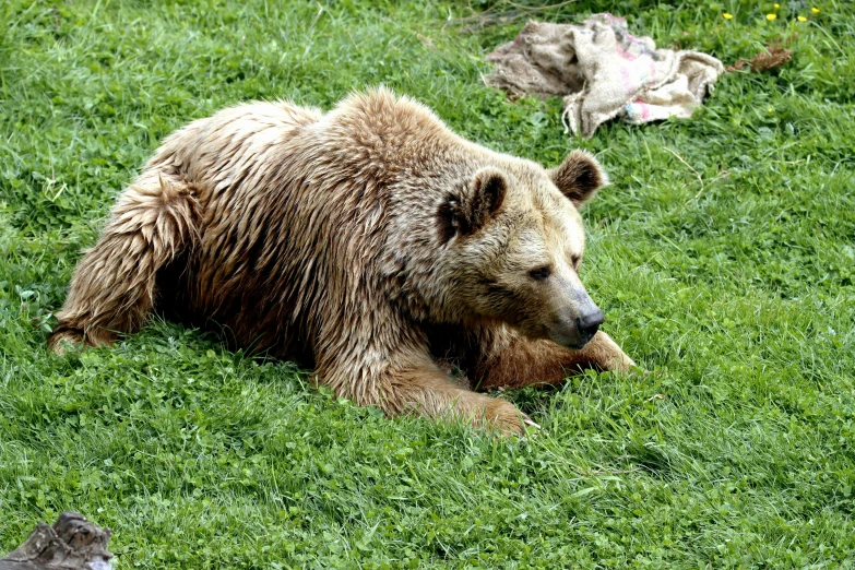 a brown bear sitting on the grass next to other animals