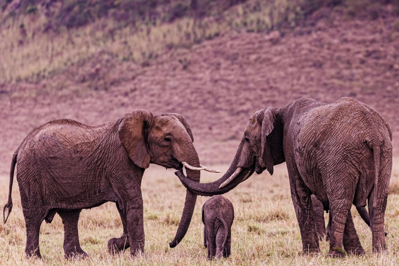 two adult elephants and a baby elephant in a grassy area