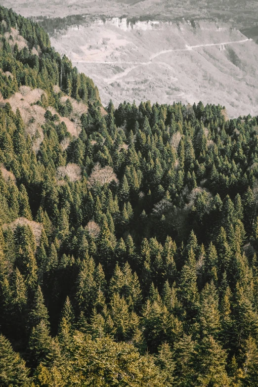 the tops of trees on a mountain overlook the countryside