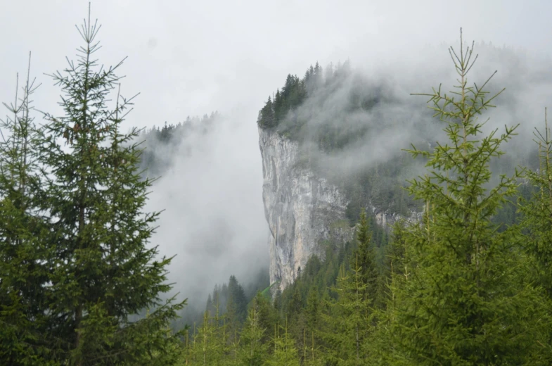 a foggy mountain, with green trees and pine covered forest