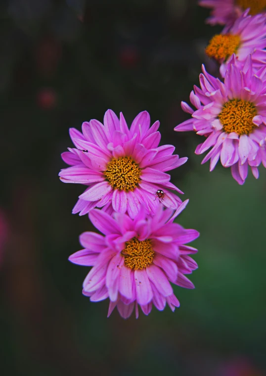 three pink flowers that are hanging off of a nch