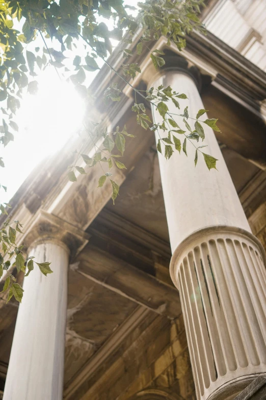 some leaves are growing on a white column