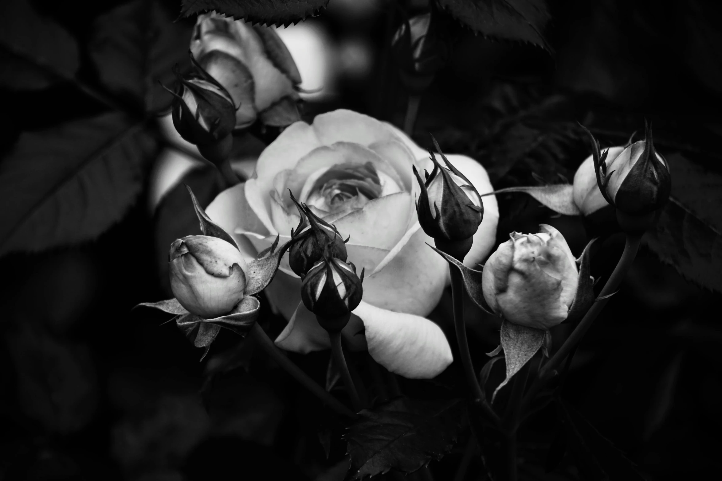 three black and white roses on a bush