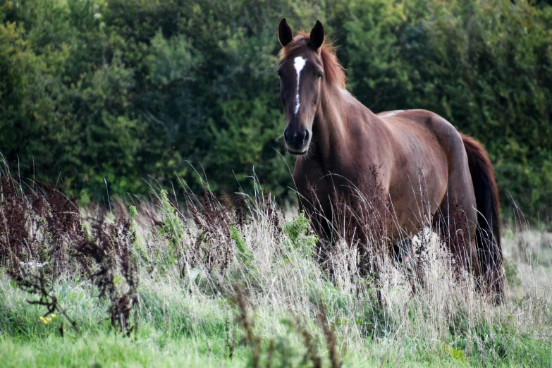 the horse is walking in the tall grass field