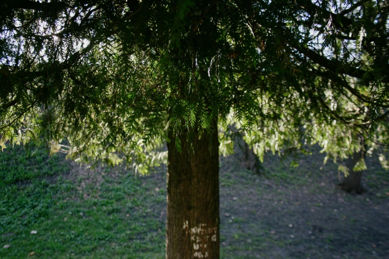 a very large tree in a park filled with green grass