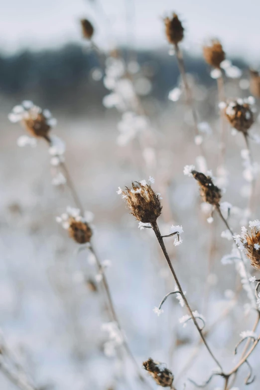 a view of grass with ice covered flowers and a few bushes