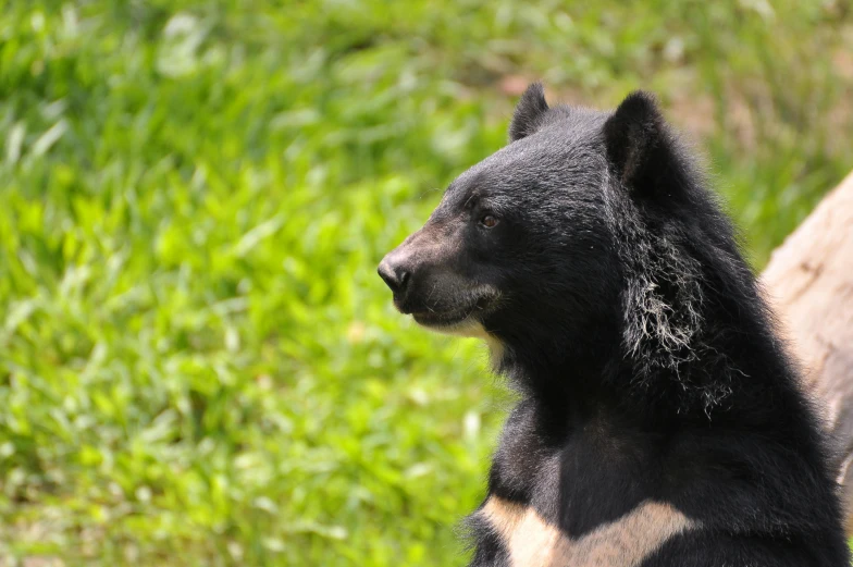 black bear with soing on it's back standing by the side